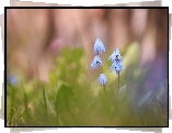 Cebulica syberyjska, Dwa, Niebieskie, Kwiaty