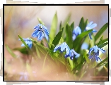 Cebulice syberyjskie, Niebieskie, Kwiaty, Kępka