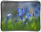Cebulice syberyjskie, Niebieskie, Kwiaty, Zbliżenie