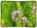 Owad, Motyl, Polowiec szachownica, Kolorowe, Kwiaty