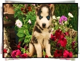 Szczeniak, Siberian Husky, Kwiatki