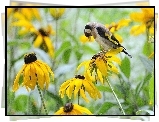 Szczygieł, Rudbekia