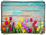Sztuczne, Kolorowe, Tulipany, Deski