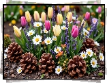 Tulipany, Lawenda, Stokrotki, Szyszki, Rabata, Kwiaty