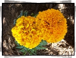 Tagetes erecta