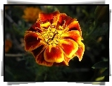 Tagetes patula