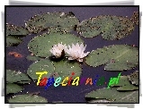Tapeciarnia, Promocja, Lilia wodna