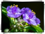 Tradescantia, Fioletowy, Kwiat, Makro