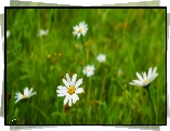 Łąka, Białe, Kwiaty, Trawa, Margerytki