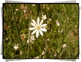 Kwiat, Trawa, Polana