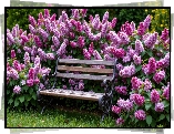 Ławka, Różowe, Kwiaty, Trawa