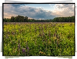Łąka, Łubin, Trawa, Drzewa