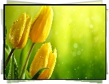Trzy, Żółte, Tulipany, Krople, Wody