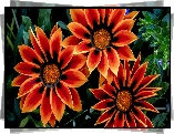 Gazania, Trzy, Kwiaty