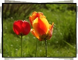 Trzy, Tulipany