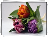 Trzy, Tulipany
