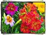 Tujałka, Salpiglossis, Kolorowe, Kwiaty