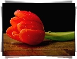 Tulipan