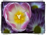 Tulipan