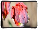 Tulipan