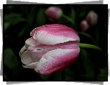 Tulipan