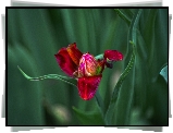 Tulipan