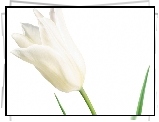 Biały, Tulipan, Kieliszek