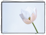 Biały, Tulipan, Kwiat