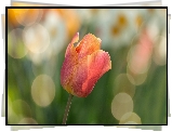 Tulipan, Bokeh