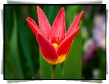 Tulipan, Czerwony