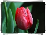 Czerwony, Tulipan, Krople