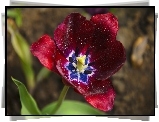 Czerwony, Tulipan, Krople