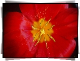 Czerwony, Tulipan, Makro