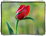 Czerwony, Tulipan, Makro