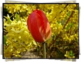 Tulipan, Czerwony