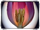 Fioletowy, Tulipan, Powiększenie