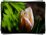 Kwiat, Tulipan, Wiosenny