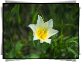 Kwiat, Tulipan, Zbliżenie