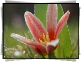 Kwitnący, Tulipan botaniczny