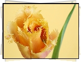 Tulipan, Żółty, Kwitnący, Pierzasty