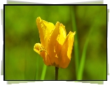 Żółty, Kwitnący, Tulipan, Zbliżenie