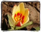 Kwitnący, Tulipan, Płatki