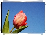 Tulipan, Niebieskie, Niebo, Zielone, Liście, Krople
