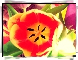 Tulipan, Makro