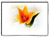 Tulipan, Makro