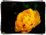 Tulipan, Pełny, Żółty, Krople