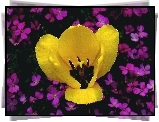 Tulipan, Żółty