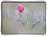 Tulipan, Oszroniony