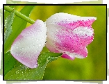 Tulipan, Biało, Różowy, Płatek, Krople