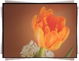 Tulipan, Pomarańczowy